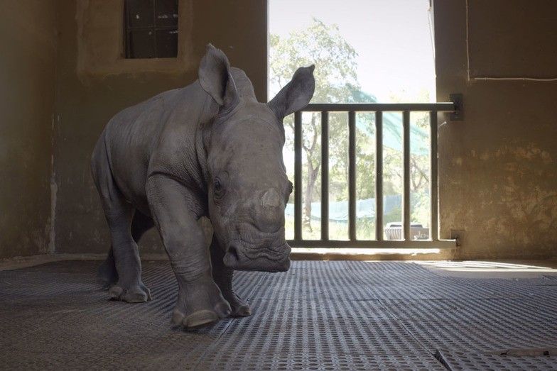 The Wild Ones: The Rhino Orphanage