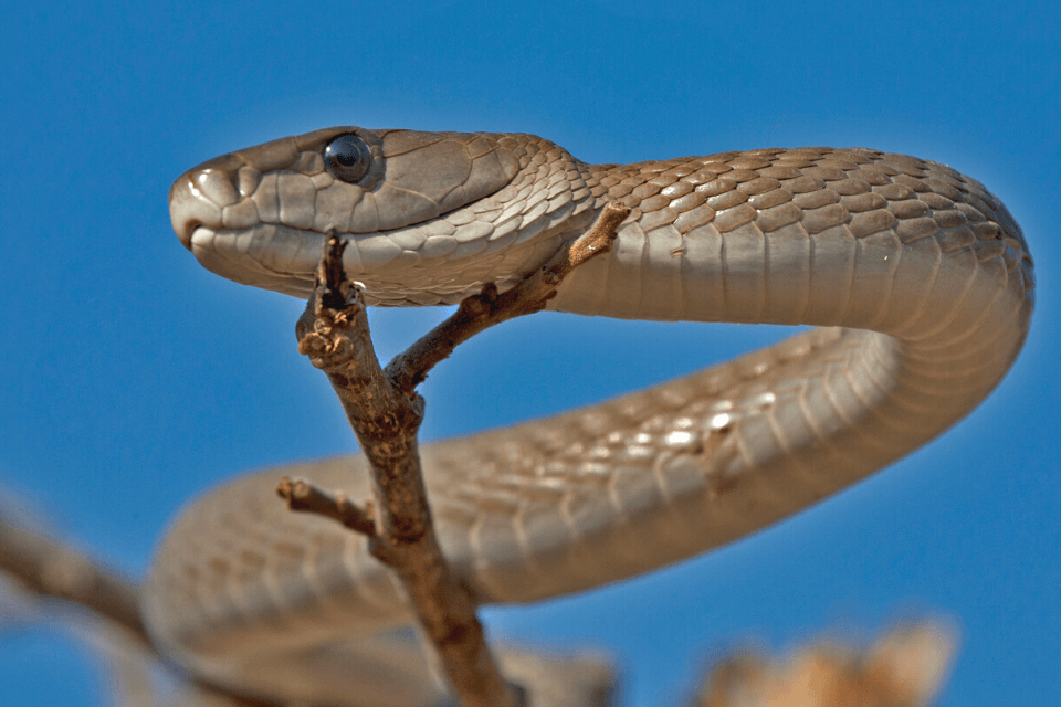 The shy but very aggressive Black Mamba is known as one of the world's deadliest snakes. 
