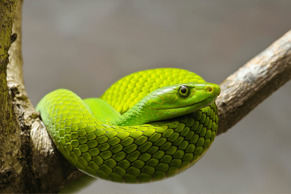 The Green Mamba should not be confused with the South African Boomslang. 