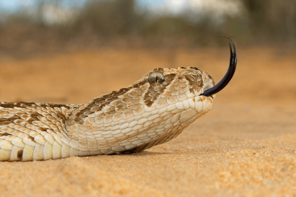 The Puff Adder, South Africa's venomous viper.