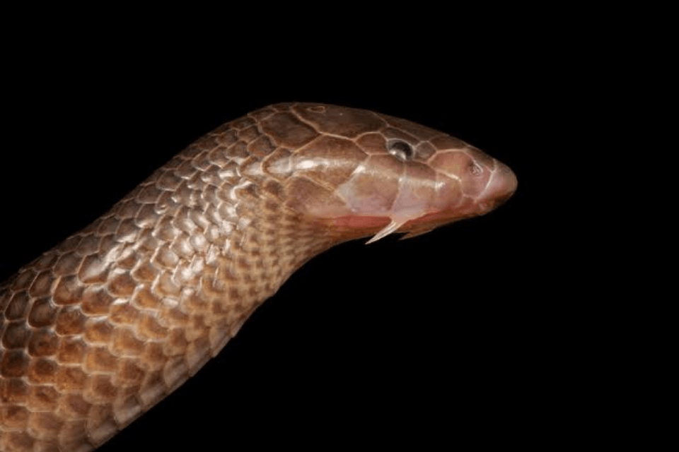 The Stiletto Snake is known as South Africa's silent assassin.