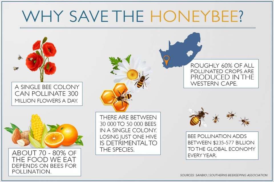1625845035 28 save the honey bee
